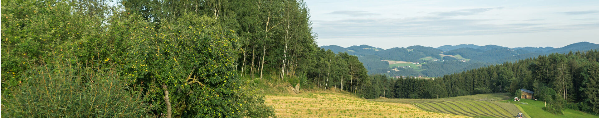 Landschaftsbild mit Kornfeld und hügeliger Landschaft im Hintergrund
